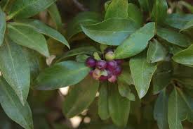 Image result for Synadenium cameronii