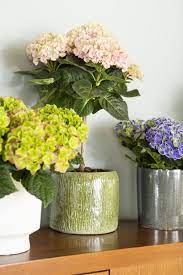 Care Tips Hydrangea Potted Plant Hydrangea Potted House Hydrangea