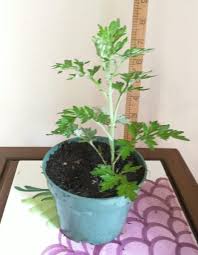 Hey get out of my bathroom night time routine. Amazon Com Live Plant Organic Mugwort Artemisia Argyi Silvery Wormwood Herb è‰¾è‰ Ngáº£i Cá»©u Garden Outdoor