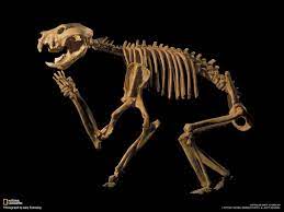 Thylacoleo Carnifex Marsupial Prehistoric Animals Medieval Books