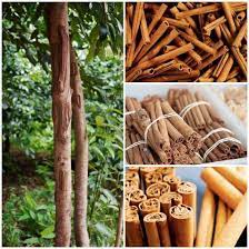 Guide How To Grow Cinnamon Hydroponic Growing Hydroponic Farming Hydroponic Gardening