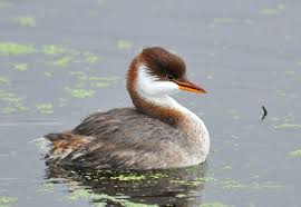Birds That Cant Fly 12 Surprising Flightless Birds Flightless Bird Bird Species Pet Birds