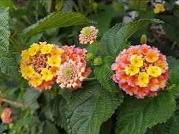 Image result for Lantana angolensis