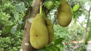 We did not find results for: Jackfruit How To Cut And Eat It Taste Test In The Kitchen With Matt