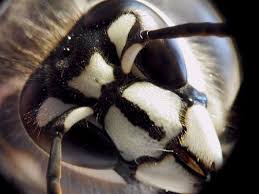 When speaking to a provider, ask if the company treats the specific kind of pests that have infiltrated your home. Westford Ma Bee Control Hornet Nest Ground Bee Removal