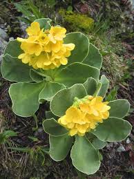 Pflanze Von Oben Echte Aurikel Flora Austria Forum Natur Pflanzen Schattenpflanzen Flora