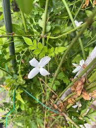 Image result for Jasminum grandiflorum