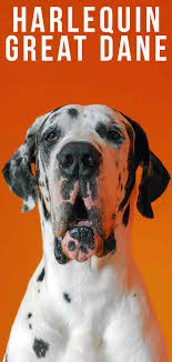 These pups are a result of breeding two brindle danes together. Harlequin Great Dane The Truth Behind Their Amazing Coat
