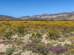 All of the rain that southern california received in 2019, helped provide a fantastic wildflower super bloom. Anza Borrego 2019 Super Bloom Ucnrs
