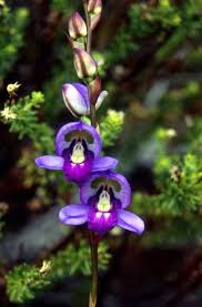 Image result for Disa saxicola