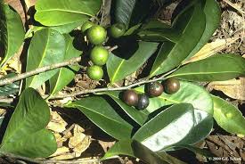 Image result for Annonaceae