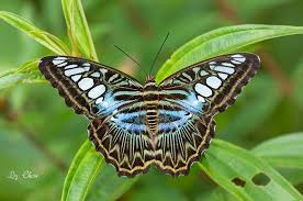 Trained as an architect liz chow's jewelry is influenced by geometric forms, repeating components and clean, simple lines. The Clipper Parthenos Sylvia Lilacinus Photographed By Elizabeth Chow Tiakrawinata On Koh Samui Thailand In June 2016 Butterfly Moth Chow Chow