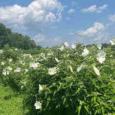 Image result for Hibiscus meyeri