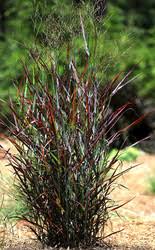 Image result for Panicum pansum