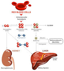 Image result for Haptoglobin