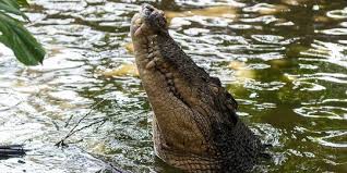 We did not find results for: Nenek Ini Diterkam Buaya Saat Di Sungai Hingga Tangan Kiri Putus Begini Kronologinya Merdeka Com