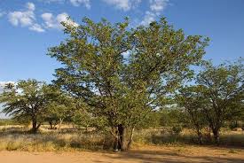 Image result for Colophospermum