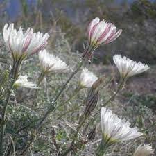 Desert Chicory Flower Essences Hope Flower Flowers