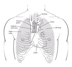 The rib cage protects vital organs, such as the heart and lungs. What Is Thymus Cancer