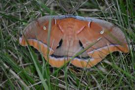 Some moth caterpillars will eat the leaves of a fairly wide range of plants, but most are restricted to a few types of plant or even just one plant species. Night Beauties 4 Ways To Help Moths In The Garden Humane Gardener