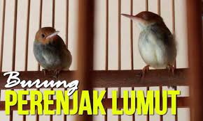 Gambar Sepasang Prenjak Gambar Burung Burung Gambar