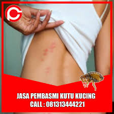 Hampir sama dengan obat tetes, kalian juga perlu memperhatikan pada pemakaiannya. Hp 081313444221 Jasa Pembasmi Kutu Kucing Di Rumah