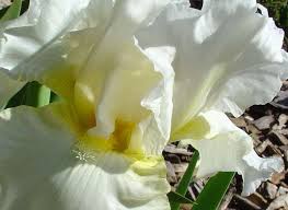 See more ideas about iris, iris flowers, watercolor. Drawing An Iris For Watercolor Flower Painting Lesson