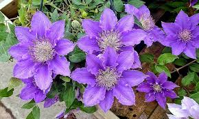 Bijou blooms on new and old wood so does not need a lot of pruning. Clematis Bijou Meconopsisblue Blipfoto