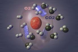 How Much Do You Know About Cellular Respiration