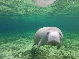 The Nature Conservancy Restores Florida Springs To Save Manatees