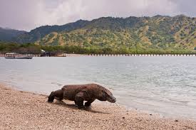 komodo national park wikipedia