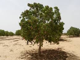 Select an area to grow your mango tree. Biotropic Organics For One World Mangos From Senegal From Harvest To Export Crate