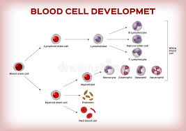 Blood Cell Development Stem Cell Are Transform To Platelet