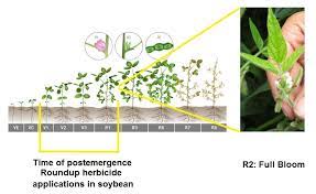 Growing Of Roundup Ready Soybeans When Spraying Soybeans Of Roundup