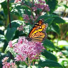 We did not find results for: Monarch Butterflies And Milkweed A Mutually Beneficial Relationship Gardensall