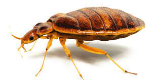 Bed bug treatments in russellville start at $695 for homes up to 1500 sq ft home bed bug services.bed bug service is separate from once a year pest control service. Bed Bugs Knox Pest Control