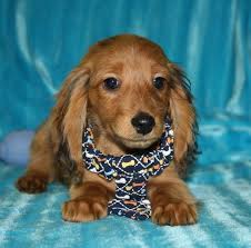 Color:if you are looking for miniature dachshund puppy for sale, it's smart to know about coats and coat care. Dachshund Breeders Nc Dachshund Breeder Nc North Carolina English Cream Dachshunds For Sale Dachshund Puppy Miniature Dachshund Breeders Dachshund Puppies