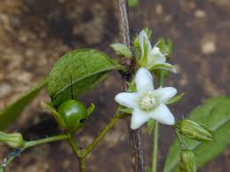 Image result for Sebaea microphylla