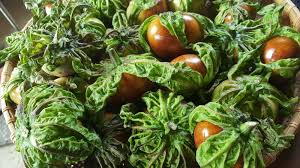 Image result for Solanum macrocarpon