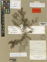 Image result for Ceratophyllum muricatum