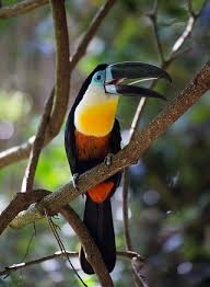 .tropical forests, restoring degraded land surrounding forests, and protecting rivers and streams. Tropical Rainforest Animal Facts