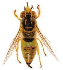 Image result for Phylohydrax