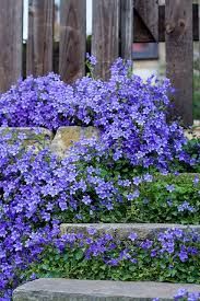 Untitled Beautiful Flowers Plants Flower Garden