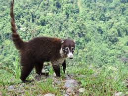 Pin By Go Tours Costa Rica On Costa Rica Wildlife Wild Animals Photos Costa Rica Wildlife Animals