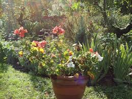 Http Bergerbrigitte21 Wixsite Com Lejardindu7 Garden Le Jardin Du 7 Arbustes A Fleurs Arbuste Plante Exotique