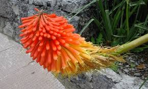 Pin On Flowers Of India