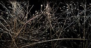 Image result for Megaloprotachne