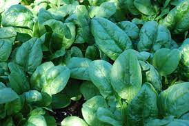 Check spelling or type a new query. Growing Spinach How To Grow Spinach Planting Spinach