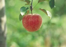 how to identify apple trees by looking at apples home