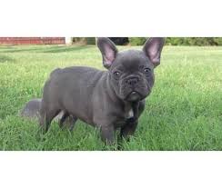 Selling female blue fawn color full blooded french bulldog. French Bulldog Puppies For Sale Chicago Il 154518